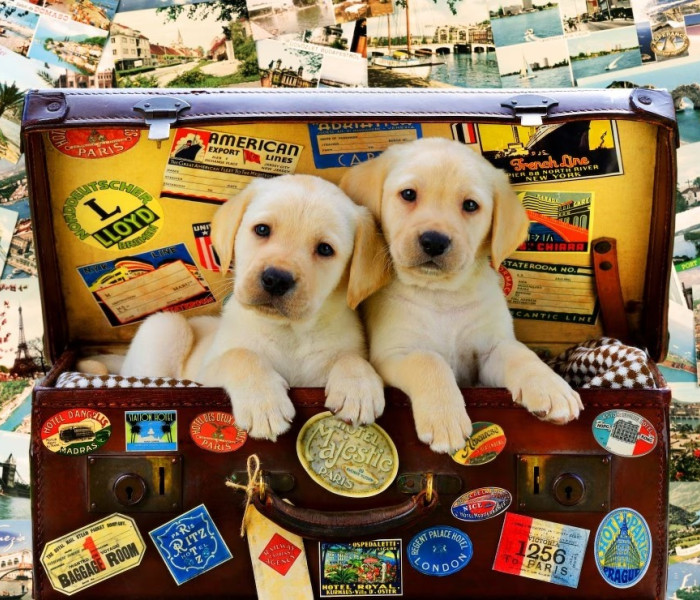 Puzzle - Bluebird - Dva malí cestovatelé