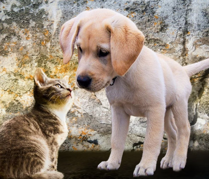 Puzzle - Bluebird - Kotě a štěně