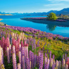 Puzzle - Castorland - Jezero Tekapo, Nový Zéland