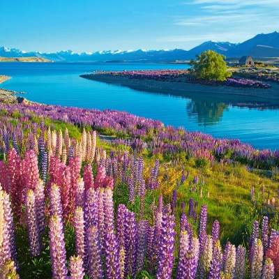 Jezero Tekapo, Nový Zéland