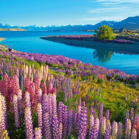 Jezero Tekapo, Nový Zéland