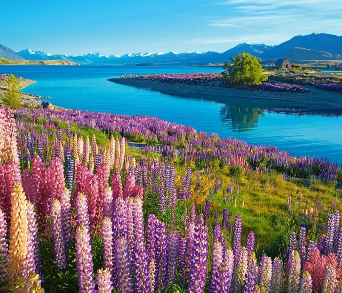 Puzzle - Castorland - Jezero Tekapo, Nový Zéland