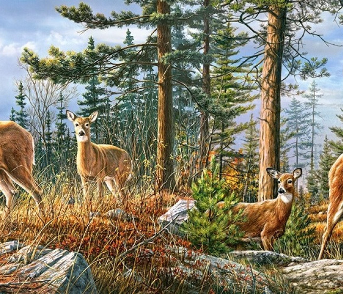 Puzzle - Castorland - Královská rodina jelenů