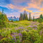 Puzzle - Castorland - Květy rána