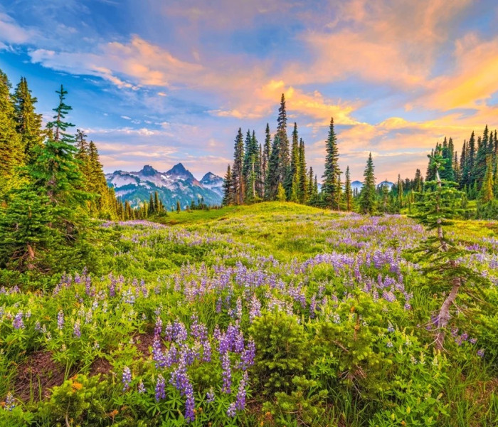 Puzzle - Castorland - Květy rána