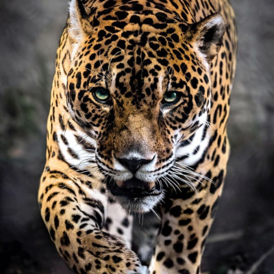 Kráčející jaguár