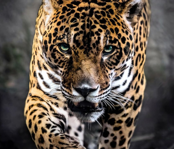 Puzzle - Clementoni - Kráčející jaguár