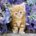 Puzzle - Clementoni - Zrzavé koťátko mezi květinami