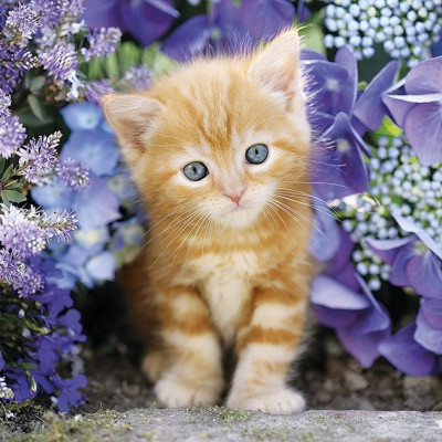 Zrzavé koťátko mezi květinami