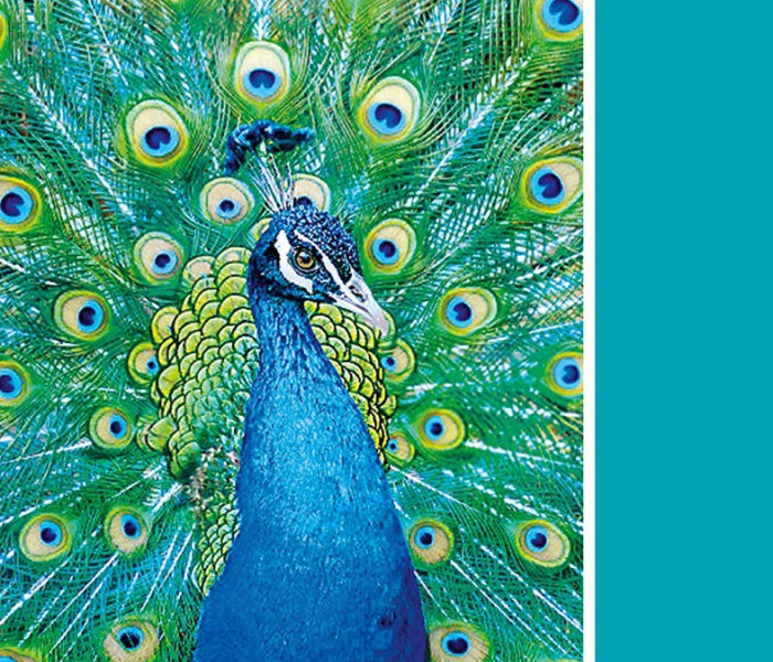 Puzzle - Clementoni - Tyrkysový páv