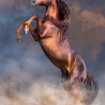 Velký červený hřebec