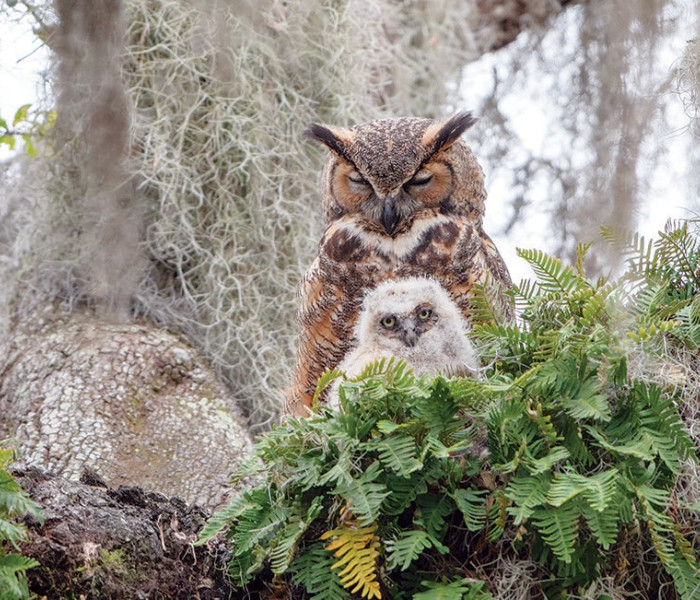 Puzzle - Cobble Hill - Výr horský