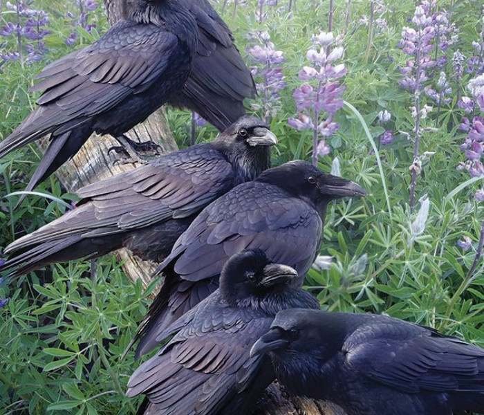 Puzzle - Cobble Hill - Shledání havranů