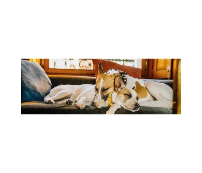 Puzzle - Dino - Gump na gauči