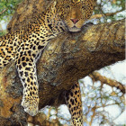 Puzzle - Dino - Levhart