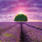 Puzzle - Dino - Levandulové pole