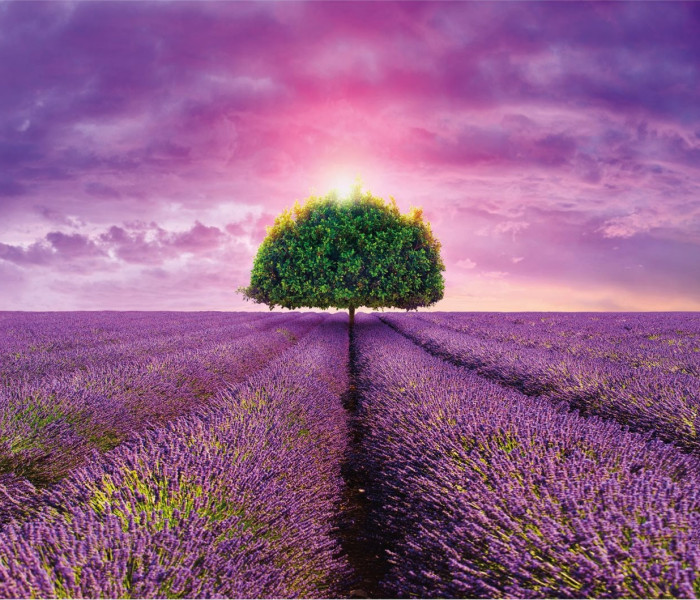 Puzzle - Dino - Levandulové pole