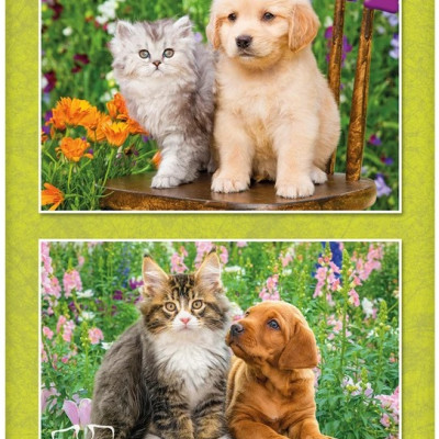 Pejsek a kočička na zahradě