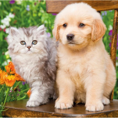 Pejsek a kočička na zahradě