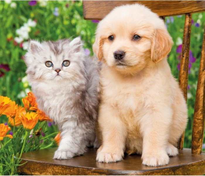 Puzzle - Dino - Pejsek a kočička na zahradě