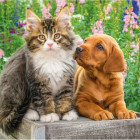 Puzzle - Dino - Pejsek a kočička na zahradě