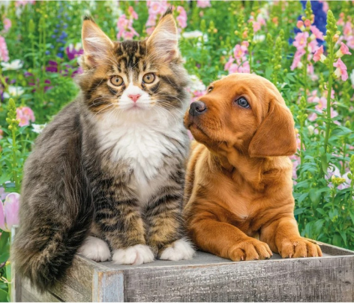 Puzzle - Dino - Pejsek a kočička na zahradě