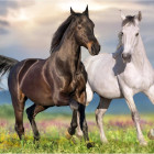 Puzzle - Dino - Zamilované koně