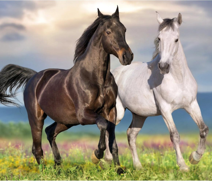 Puzzle - Dino - Zamilované koně