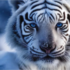 Puzzle - Dino - Bílý tygr