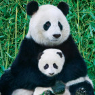 Puzzle - Eurographics - Panda a mládě