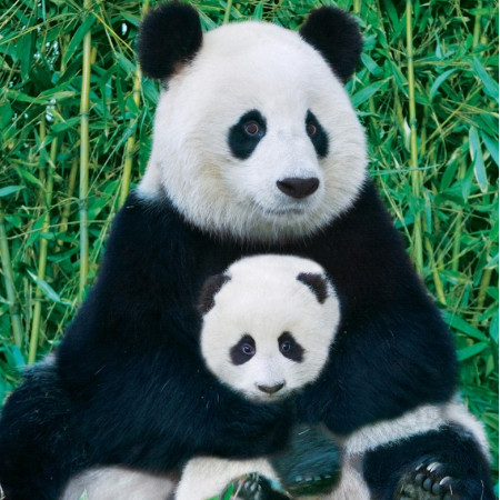 Panda a mládě