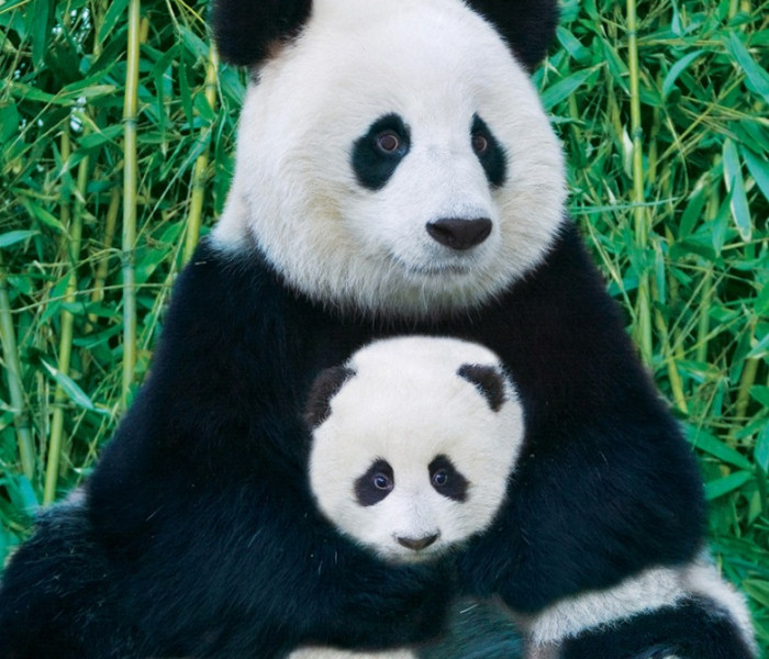 Puzzle - Eurographics - Panda a mládě