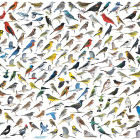 Puzzle - Eurographics - Svět ptáků