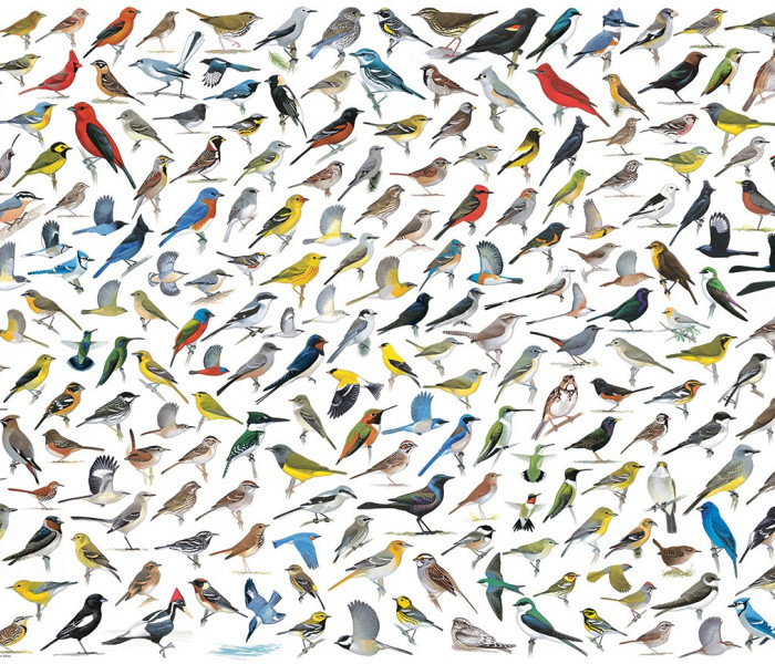 Puzzle - Eurographics - Svět ptáků