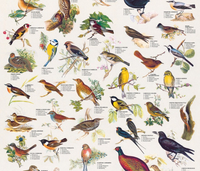 Puzzle - Eurographics - Ptáci