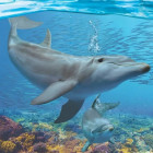 Puzzle - Eurographics - Delfíni