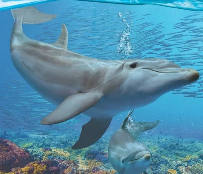 Puzzle - Eurographics - Delfíni