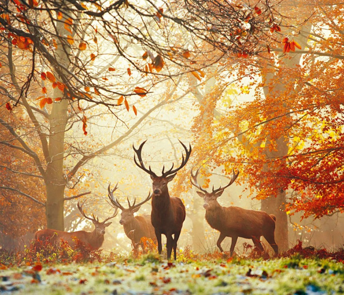 Puzzle - Heye - Jeleny