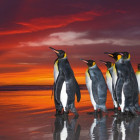 Puzzle - Heye - Královské tučňáky - Panoramatické puzzle