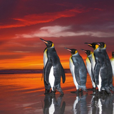 Královské tučňáky - Panoramatické puzzle