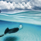 Puzzle - Heye - Rejnok - Panoramatické puzzle