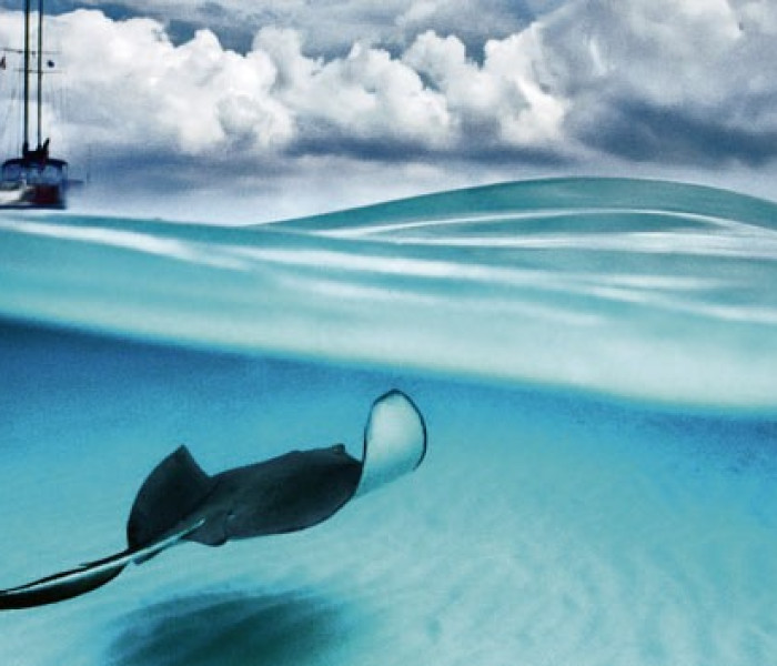 Puzzle - Heye - Rejnok - Panoramatické puzzle