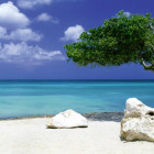 Puzzle - Heye - Strom na pláži - Panoramatické puzzle