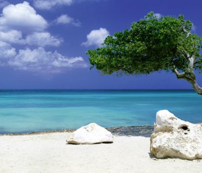 Puzzle - Heye - Strom na pláži - Panoramatické puzzle