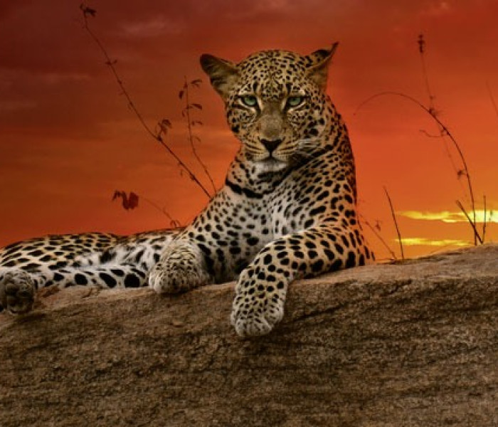 Puzzle - Heye - Svítání - Panoramatické puzzle