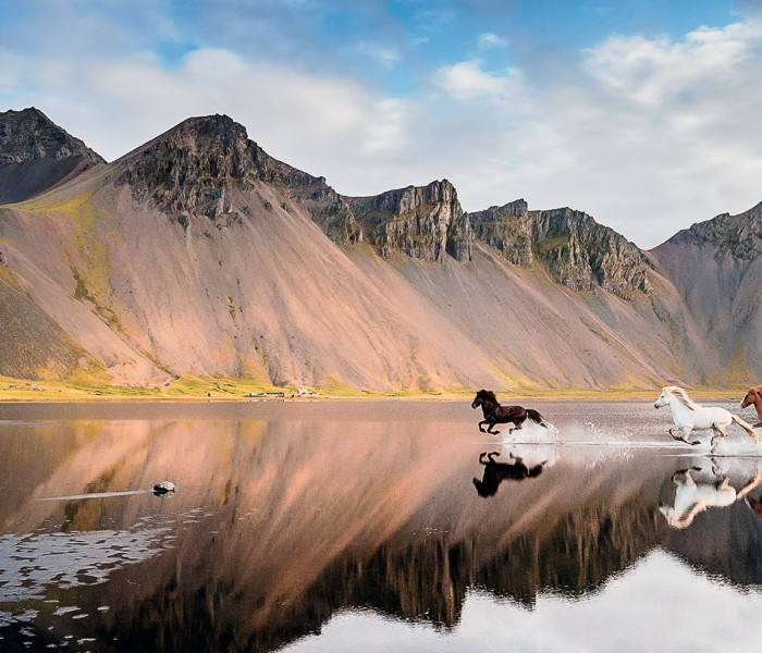Puzzle - Heye - Islandští koně - Panoramatické puzzle