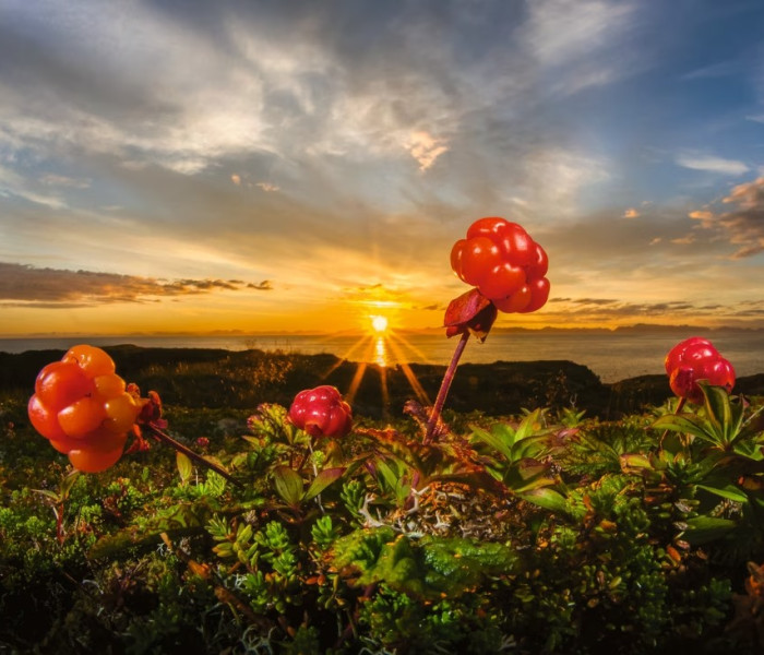 Puzzle - Heye - Morušky