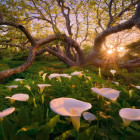 Puzzle - Heye - Kornoutovka africká