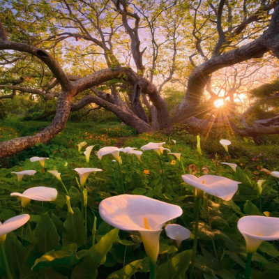 Kornoutovka africká