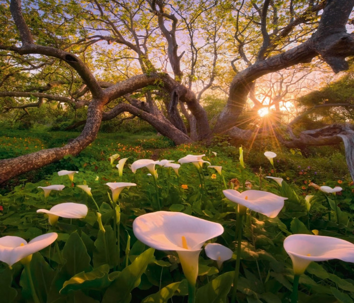 Puzzle - Heye - Kornoutovka africká